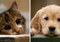 Zinātnieki pierādījuši, ka mīlīgu kaķēnu un kucēnu attēli paaugstina darba ražīgumu. Jauna atruna, lai nestrādātu!