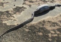 Tas, ko ciema iedzīvotāji atrada milzu čūskas vēderā, liek nodrebēt