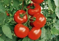 Ja tomāti jau ir uzziedējuši, pabarojiet tos ar šo papildvielu, lai izaugtu lieli un saldi augļi