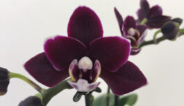Orhideja mājās: pazīmes un māņticība
